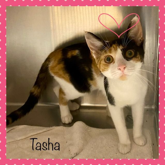 Tasha pet of the month October