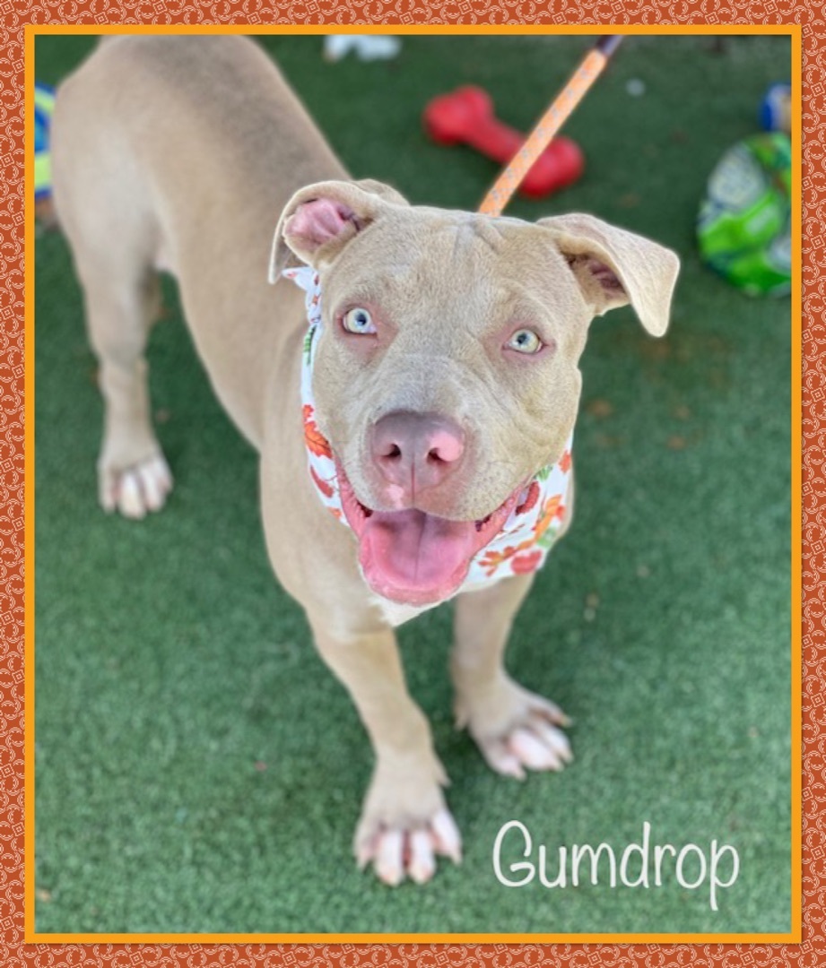 Gumdrop pet of the month the champion firm