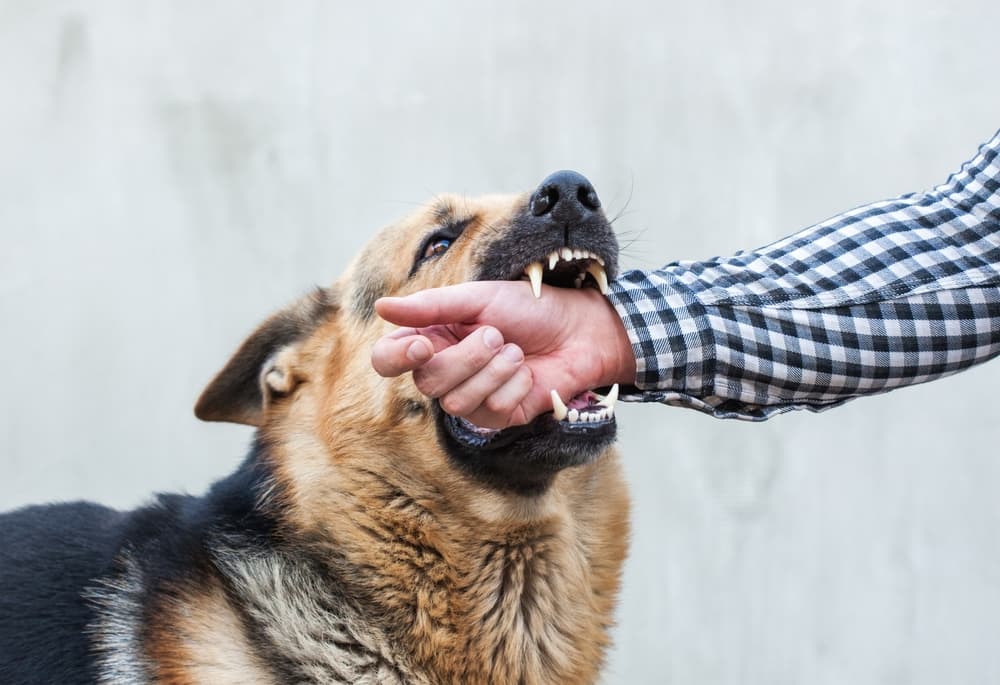 Medical Bills, Missed Work, and Emotional Trauma: Can You Be Compensated After a Dog Bite? Medical Bills, Missed Work, and Emotional Trauma: Can You Be Compensated After a Dog Bite?